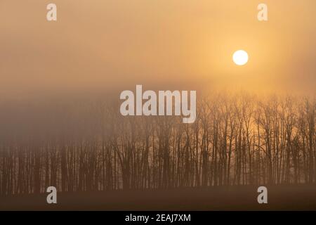 Sunrise vicino a Znojmo, Moravia del Sud, Repubblica Ceca Foto Stock