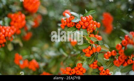 Frutti tipici messicani simili a quelli di Peach si trovano da vicino nella colorata Città del Messico Foto Stock