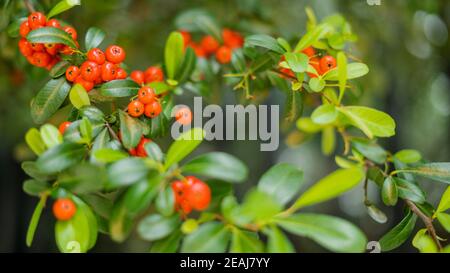 Pointleaf Manzanita, conosciuto anche come Arctostaphylos pungens, cespugli fino vicino Foto Stock