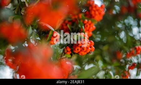 Blurry Pointleaf Manzanitas Bush Up Chiudi in colorata Città del Messico Foto Stock