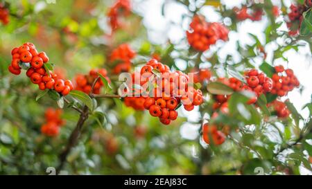 Pointleaf Manzanita cespugli in su vicino nella città colorata del Messico Foto Stock