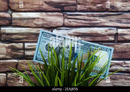 Un conto di cento dollari in erba su un muro di mattoni sfondo. Il concetto di protezione ambientale. Foto Stock
