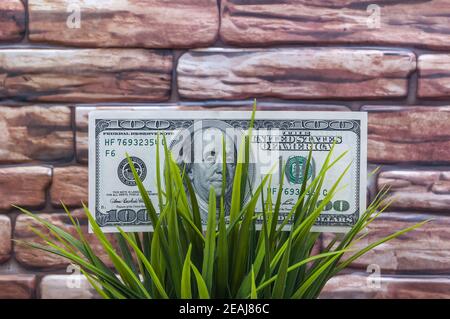 Un conto di cento dollari in erba su un muro di mattoni sfondo. Il concetto di protezione ambientale. Foto Stock