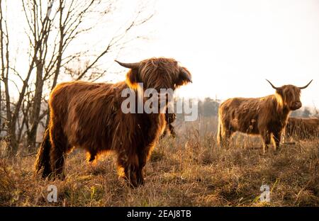 Highland scozzesi il bestiame al pascolo Foto Stock