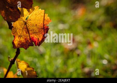 Foglia di uva autunnale di colore giallo rosso sul retro illuminata Foto Stock