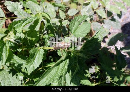 bretella alpina scura (Poolidoptera aptera) su ortica (Urtica dioica) - sentiero gola Val Passiria tra Moos e San Leonhard Foto Stock