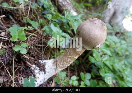 Giovane esemplare di un gigantesco ombrellone (Macrolepiota) - escursione sul sentiero della gola Val Passiria tra Moos e San Leonhard Foto Stock