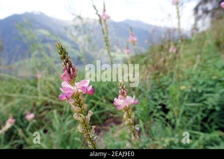 Onobrychis sativa o sainfoin comune (Onobrychis viciifolia), su un prato alpino Foto Stock