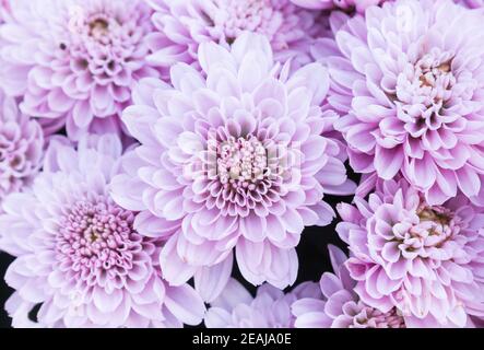 Fiori viola chiaro o violetto di mamma nel giardino Foto Stock