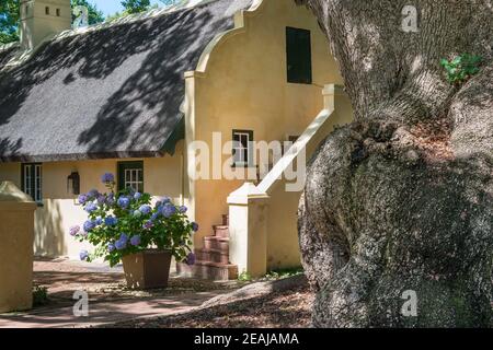 Somerset West, Sudafrica - Gennaio 30. 2020 : la tenuta vinicola Vergelegen si trova a Somerset West, in Sud Africa. Un bistrot e un ristorante sono un Foto Stock