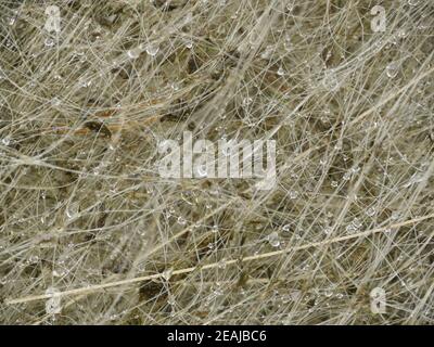 reti da pesca a secco da vicino Foto Stock