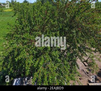 Rami di mulberry con bacche mature. Mature mulberry su un albero. La maturazione dei frutti di gelso. Foto Stock