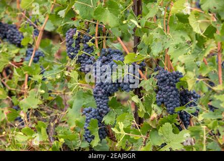 Vigneti Champagne nella Côte des Bar area dell'Aube. Francia Foto Stock