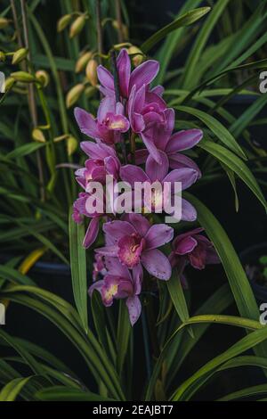 Frutteti viola in un giardino botanico. Falaenopsis Orchidea affascinata dalla bellezza delle orchidee. Foto Stock