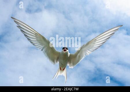 Terna artica (Sterna paradisaea), Isole Farne, Northumberland, Regno Unito Foto Stock