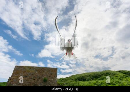 Terna artica (Sterna paradisaea), Isole Farne, Northumberland, Regno Unito Foto Stock