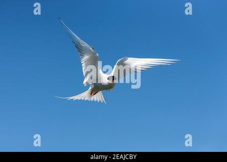 Terna artica (Sterna paradisaea), Isole Farne, Northumberland, Regno Unito Foto Stock