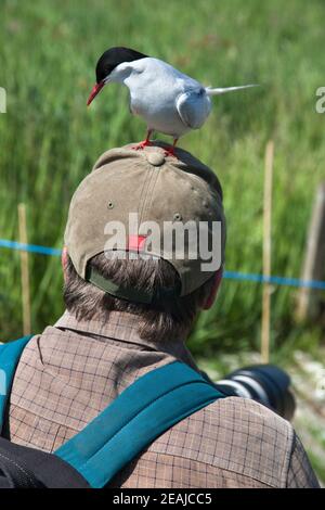 Terna artica (Sterna paradisaea) arroccata sulla fotografa, Isole Farne, Northumberland, Regno Unito Foto Stock