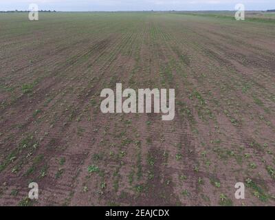 Vista dall'alto di un campo di germogli di semi di girasole Foto Stock