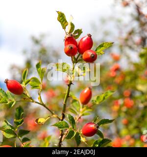 anche di rosa rossa sul arbusto Foto Stock