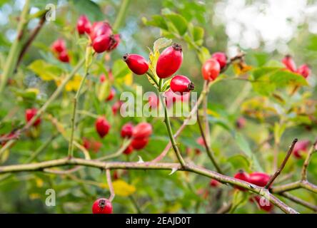 anche di rosa rossa sul arbusto Foto Stock