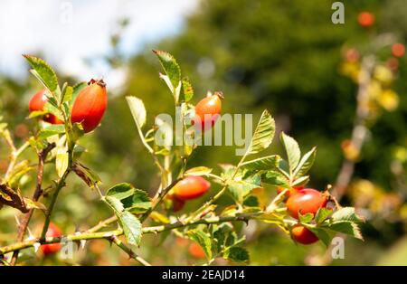 anche di rosa rossa sul arbusto Foto Stock
