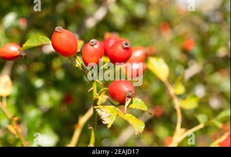 anche di rosa rossa sul arbusto Foto Stock
