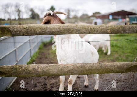 Capra bianca e marrone che pungono gioiosamente dietro una recinzione dentro un cortile Foto Stock