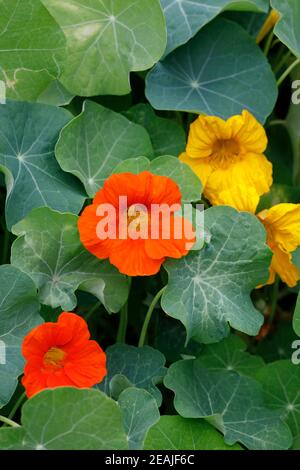 Tropaeolum majus. Nasturtiums nel giardino. Foto Stock
