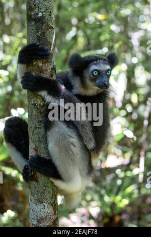 Un lemure Indri sull'albero guarda i visitatori il parco Foto Stock