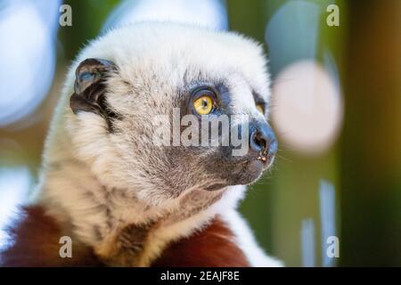 Il Coquerel Sifaka nel suo ambiente naturale in un nazionale parco sull'isola di Madagascar Foto Stock