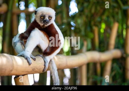 Il Coquerel Sifaka nel suo ambiente naturale in un nazionale parco sull'isola di Madagascar Foto Stock