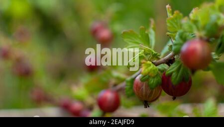 Frutti di uva spina rossi. Foto Stock