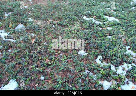 Vaccinium vitis-idaea sotto la neve nella foresta di primavera Foto Stock