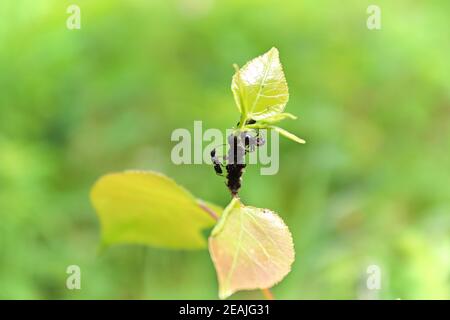 Formiche su un ramo che tende ad afidi Foto Stock