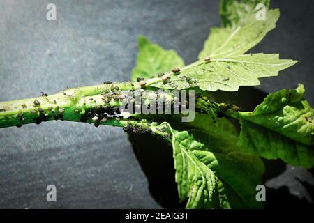 Closeup di una colonia afida sulla crescita di giovani rami Foto Stock