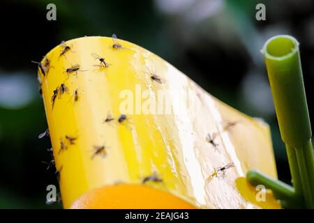 Macro vista di gnat fungo bloccato su un giallo appiccicoso trappola Foto Stock
