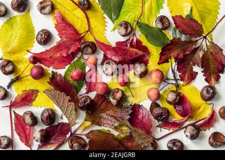 Sfondo autunnale di foglie gialle sbiadite, ghiande, castagne, mele selvatiche. Disposizione piatta Foto Stock