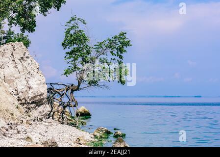 Albero sulla riva rocciosa in estate giorno Foto Stock