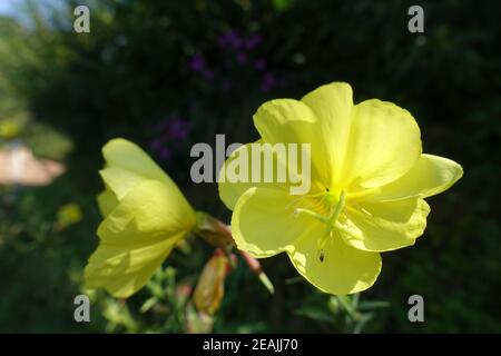 Serata-Primrose comune, sera stella o tramonto, (Oenotera biennis), primo piano dei fiori Foto Stock