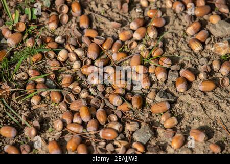 Ghiande mature giacciono a terra Foto Stock