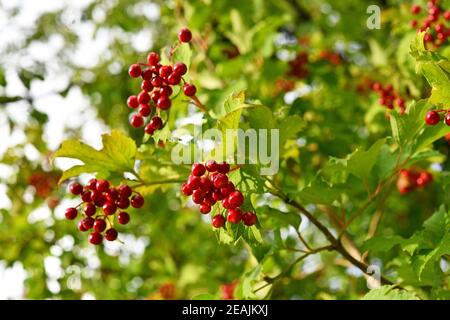 Frutti rossi dell'opulus del Virburnum Foto Stock