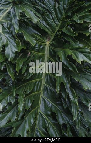 Verde tropicale Monstera foglie pianta, Monstera Deliciosa in tonalità scuro. Sfondo, modello, trama della natura Foto Stock
