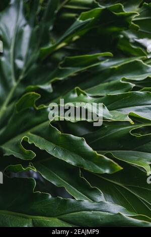 Foglie tropicali di Monstera, sfondo di foglie, carta da parati naturale Foto Stock