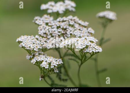 Cornice primaverile di fiori piccoli e margherita, arrangiamento floreale su sfondo bianco. Concetto di primavera, estate, pasqua. Disposizione piatta, vista dall'alto, spazio per la copia Foto Stock