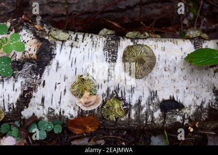 Dischi rotondi di fungo di staffa su una betulla d'argento caduta registro Foto Stock