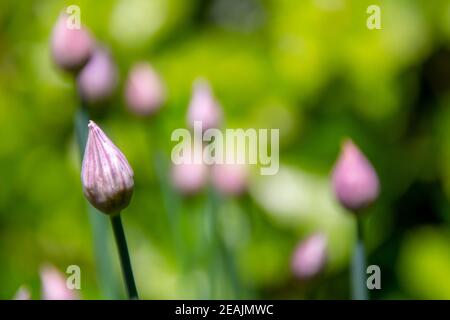 Erba cipollina chiusa fiore germoglio in primavera, fuoco selettivo, messa a fuoco in primo piano Foto Stock