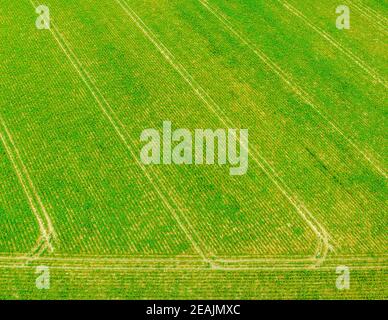 Aereo di campo agricolo verde con tracce di attività di irrorazione dal trattore Foto Stock