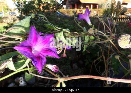 Comune mattina-gloria, alta mattina-gloria, o viola mattina gloria (Ipomoea purea) nel giardino Foto Stock