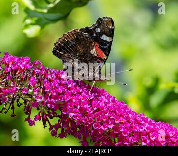 Farfalla Admiral raccogliere nettare a un fiore di budleja Foto Stock